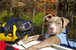 dog kayaking