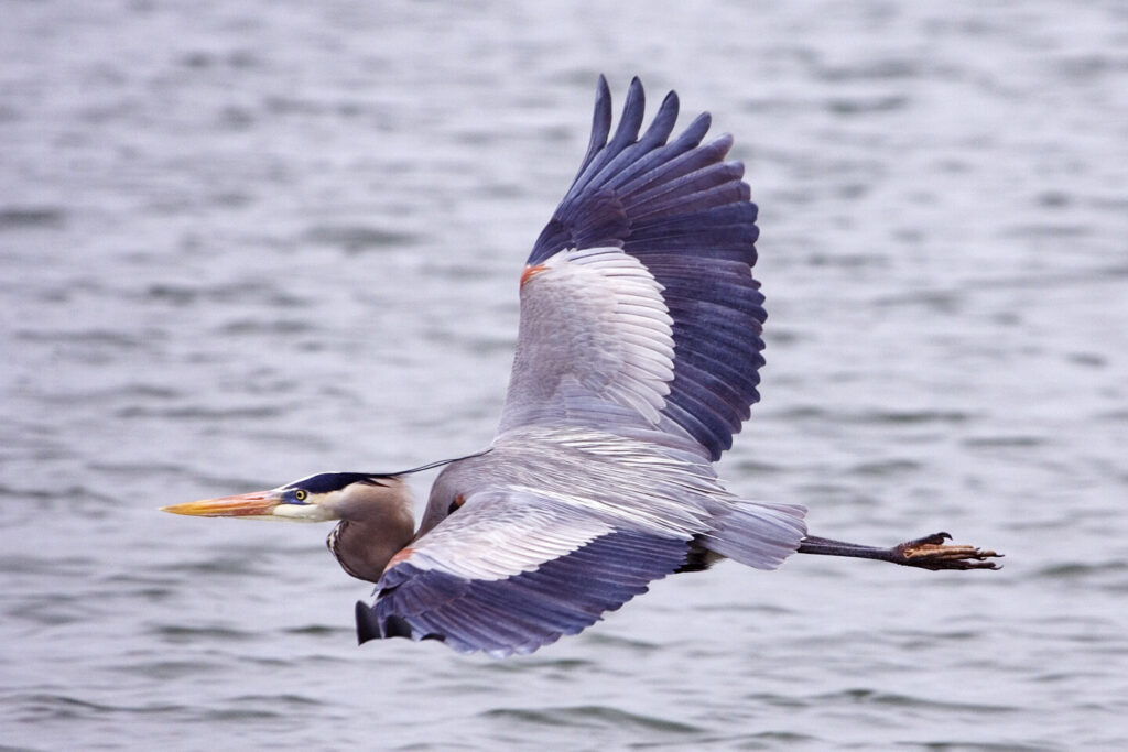 Great_blue_heron_-_natures_pics