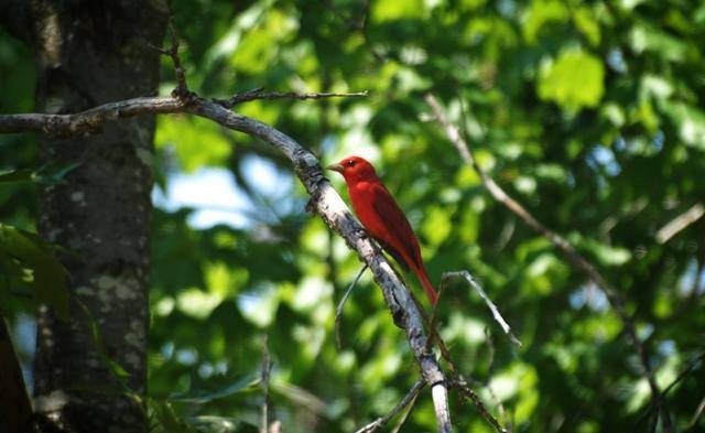 birding-John-H-Kerr-Reservoir